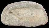 Hadrosaur Toe Bone - Alberta (Disposition #-) #71676-2